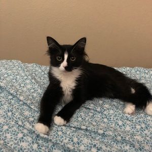 Meet your Posher, Joshua